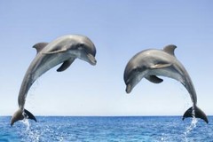 BOTTLENOSE DOLPHIN POSTER PICTURE PHOTO PRINT ocean blowhole sea water 4589