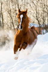 Horses Running On The Snow Quick Animal Painting Print Wall Art – POSTER 20×30