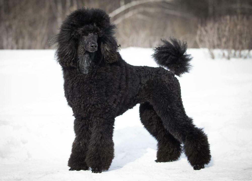 POODLE DOG GLOSSY POSTER PICTURE PHOTO PRINT black cute standard toy 4881