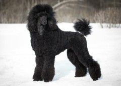 POODLE DOG GLOSSY POSTER PICTURE PHOTO PRINT black cute standard toy 4881