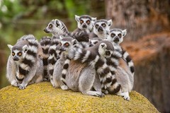 Group of Ring Tailed Lemurs on Rock Primate Poster Monkey Decor Monkey Paintings