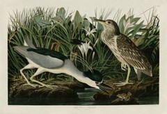 Night Heron or Qua Bird, John James Audubon, Art Print Poster 11″ x 14″ 40777