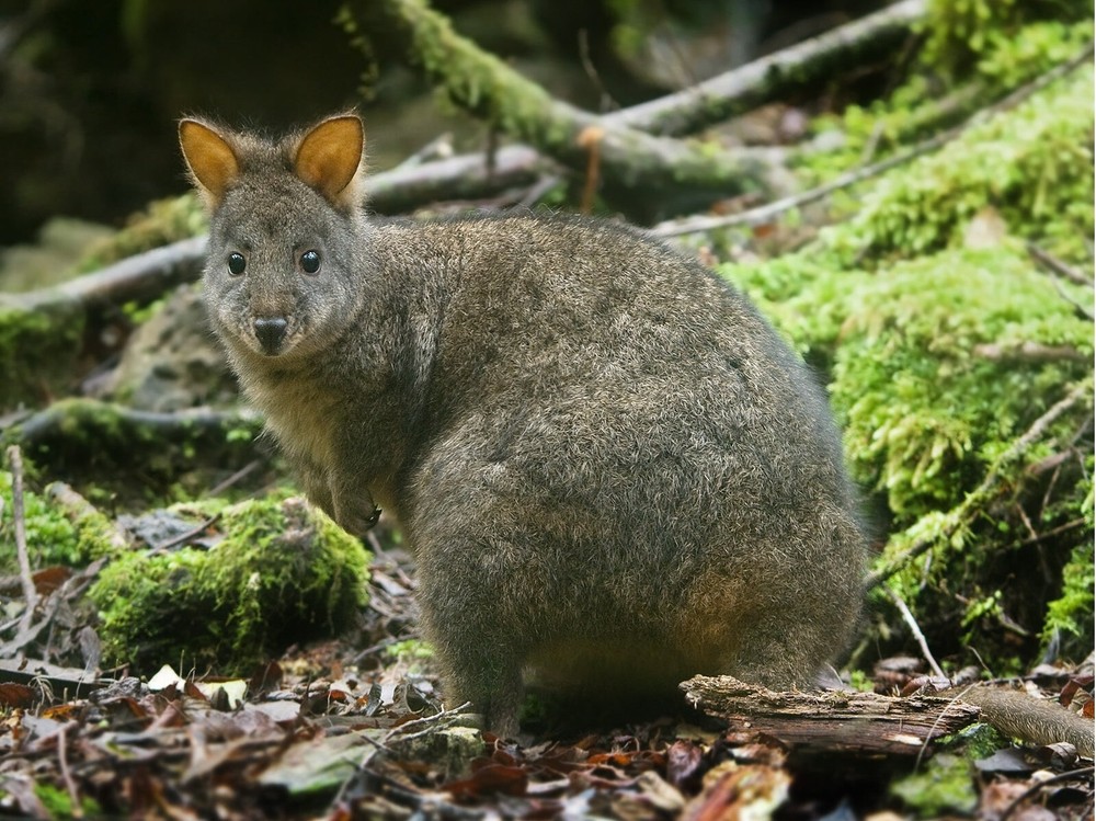 PADEMELON MARSUPIAL AUSTRALIA GLOSSY POSTER PICTURE PHOTO PRINT BANNER 10647