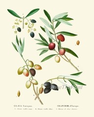 Olive Botanical Wall Art Set of 6 Prints Beautiful Antique Vintage Unframed