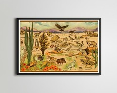 1930’s Desert Wildlife POSTER! (up to 24″ x 36″) – Vintage Postcard – Southwest