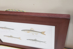 Fish Print Framed Minnow Species Illustration Natural History Cabin Wall Art