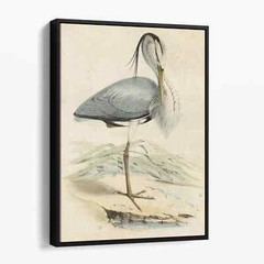 Antique Heron Vintage Birds Animals Canvas Wall Art Print