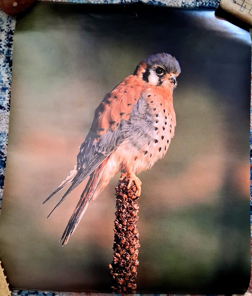 American Kestrel Falcon Photo Print Poster 16″ x 20″ – Vintage Animals & Birds