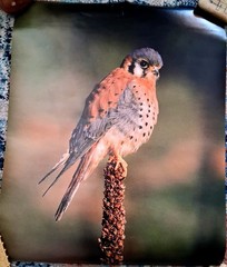American Kestrel Falcon Photo Print Poster 16″ x 20″ – Vintage Animals & Birds