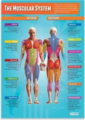 The Muscular System PE Classroom Poster – Physical Education Middle – Unframed