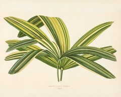 13406.Wall Decor Poster.Room Interior art design.Rare plant leaf.Lady Palm