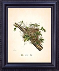 Bird Nest Eggs Antique Botanical Art Print Plate 21 Forest Tree Branch BN0104