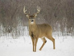 DEER IN THE SNOW GLOSSY POSTER PICTURE PHOTO antlers doe elk moose red roe 838
