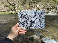 Plum Blossoms Giclee 5×7 Print White Floral Wall Photography Flowers