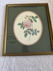 Vintage Pierre Joseph Redoute Botanical ROSA INDICA Print, Framed