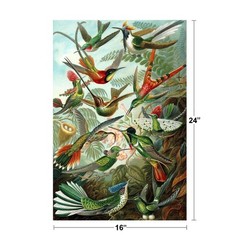 Trochilidae Variety Hummingbirds Ernst Haeckel Bird Pictures Wall Decor Beautifu