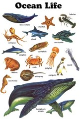 Ocean Life Poster, Starfish, Whale, Jellyfish, Dolphin, Shark, Lobster