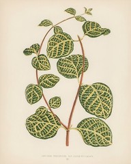 13427.Wall Decor Poster.Room Interior art design.Rare plant leaf.Lonicera