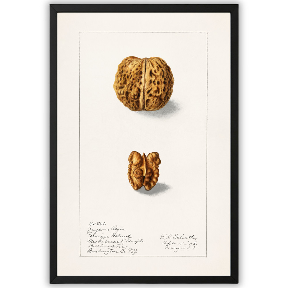 Vintage Walnut Illustration Poster Framed 11×17 Botanical Kitchen Decor Wall Art