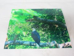 Eagle On Greenbrier River Print Portrait Picture 8 x 10 Portrait Vertical Gloss