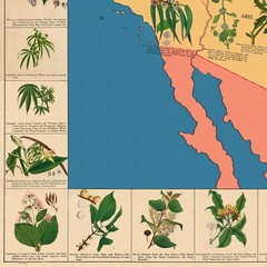 American Medicinal Plants Herbs Map c. 1932 Vintage Art Print Poster Wall Decor