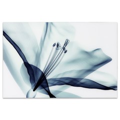 Amaryllis Flower Frameless Tempered Glass Wall Art 32X48 Beautiful Decor