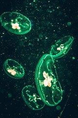 617997 Five Green Transparent Jellyfishes Wall Print Poster