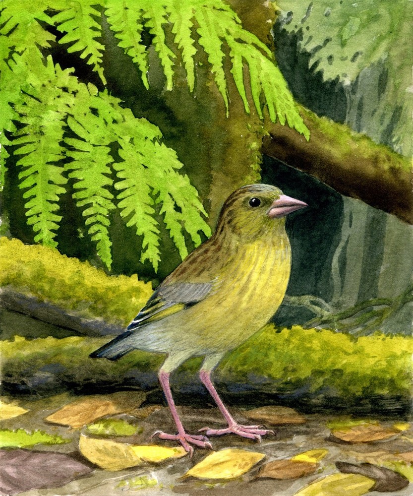 SLENDER BILLED GREENFINCH BIRD GLOSSY POSTER PICTURE PHOTO PRINT BANNER 10735