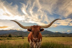 Longhorn Texas Landscape Canvas D?cor Art Print Room – POSTER 20×30