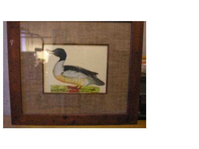 Duck Prints Merganser Male and Female 22×19 1/2 inches in wood frame Qty (2)