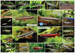 AQUALOG – Fold Poster PENCIL FISH – Genus Nannostomus