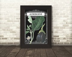Eggplant Drawing, Eggplant French, French Eggplant, Aubergine 4 x 6″ – 16 x 24″