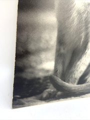 Vintage Siamese Cat B&W Photograph on Board Wall Art 8″ x 13.5″