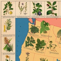 American Medicinal Plants Herbs Map c. 1932 Vintage Art Print Poster Wall Decor
