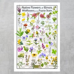 Flower Poster – Illinois Blooms: A Botanical Showcase of 50 Native Wildflowers