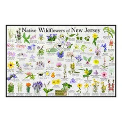 Native Wildflowers of New Jersey Flower Identification Poster / Flower ID Guide