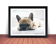 FRENCH BULLDOG Dog Pet Photo Picture Print 8×10 8.5×11 11×14 W2