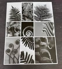 Pottery Barn B&W Fern Art Prints – set of 9