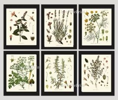 Herbs Spices Prints Wall Art Set 6 Beautiful Botanical Kitchen Dining Unframed