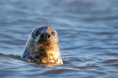 Grey Seal in the Water Photo Photograph Cool Wall Decor Art Print Poster 18×12