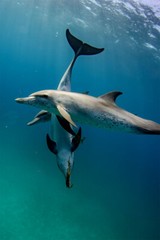 Animal Atlantic Dolphins Aquatic Life Print Painting Wall Decor – POSTER 20×30