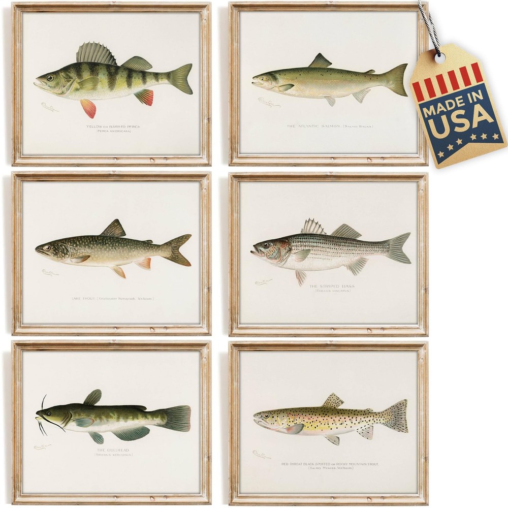 Vintage Fish Species Art Prints (Set of 6) – Unframed – 8×10 | Fishing Wall D…