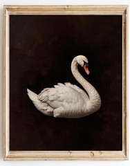 Vintage Wall Art Decor – Classical Dark Swan Canvas Art Prints – Nursery Wall De
