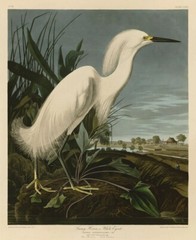 Snowy Heron or White Egret, John James Audubon, Art Print Poster 14″ x 11″ 40479