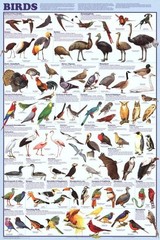 Birds Educational Science Chart Poster 24 x 36 FREE SHIPPING