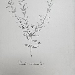 Pimelea Intermedia Framed Botanical Print Natural Wood Minimalist Wall Art 10×12