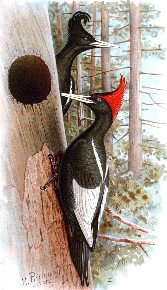 IMPERIAL WOODPECKER BIRD GLOSSY POSTER PICTURE PHOTO PRINT BANNER 10420