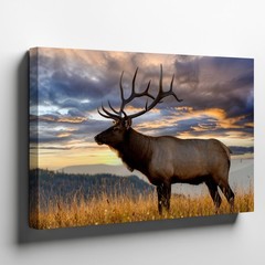 Majestic Elk Stands Proudly In A Golden Field, Its Impressive Antlers Wall Art