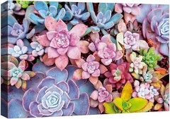 Wall26 Floral Canvas Print Colorful Succulents Floral Plants Photography Art
