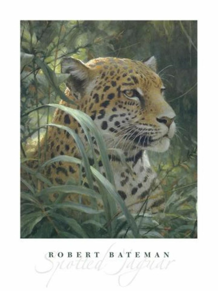 Symbol of the Rainforest, Robert Bateman, Wall Decor Art Print Poster 32″ x 24″